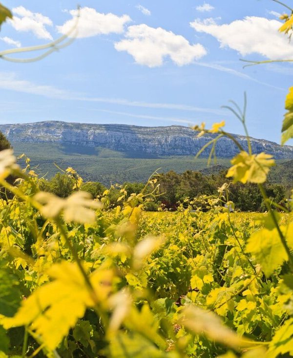 Vignerons Provence - activité à proximité du Golf Sainte Baume
