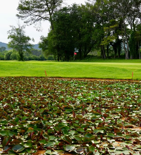 Les actions menées face aux enjeux écologiques au Golf Sainte Baume à Nans Les Pins - protection de la biodiversité