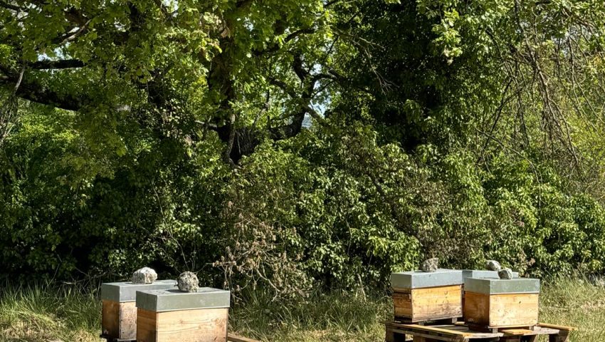 Installation de 40 Ruches au Golf Sainte Baume : Un Engagement pour la Biodiversité et l'Économie Locale