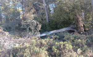 La préservation des arbres anciens au Golf Sainte Baume - Open Golf Club