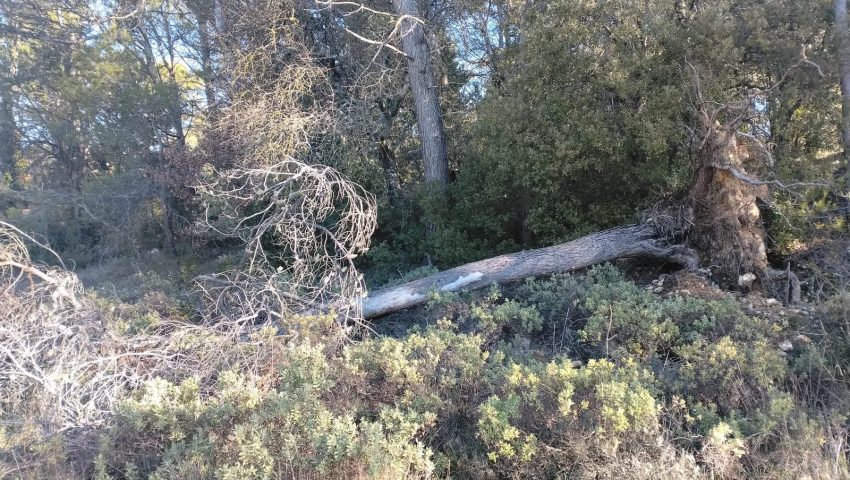 La préservation des arbres anciens au Golf Sainte Baume - Open Golf Club